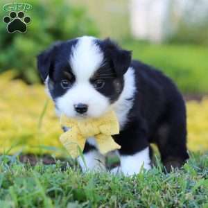 Elliot, Toy Australian Shepherd Puppy